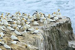 Australasian Gannet